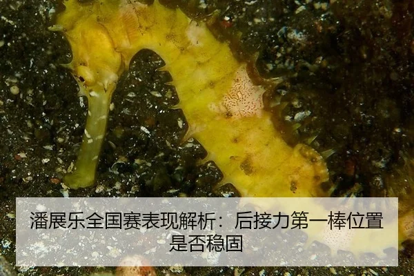 pan-zhan-le-quan-guo-sai-biao-xian-jie-xi-hou-jie-li-di-yi-bang-wei-zhi-shi-fou-wen-gu-2-685.jpg